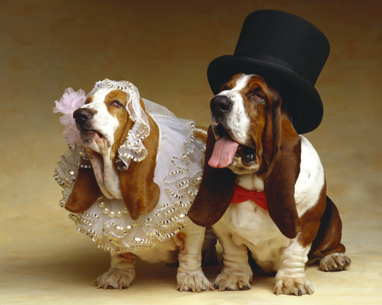 Свадьба собак породы Бассет хаунд