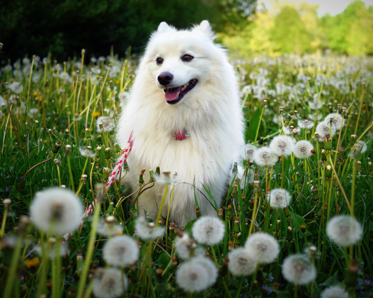 Белая собака на поле одуванчиков 