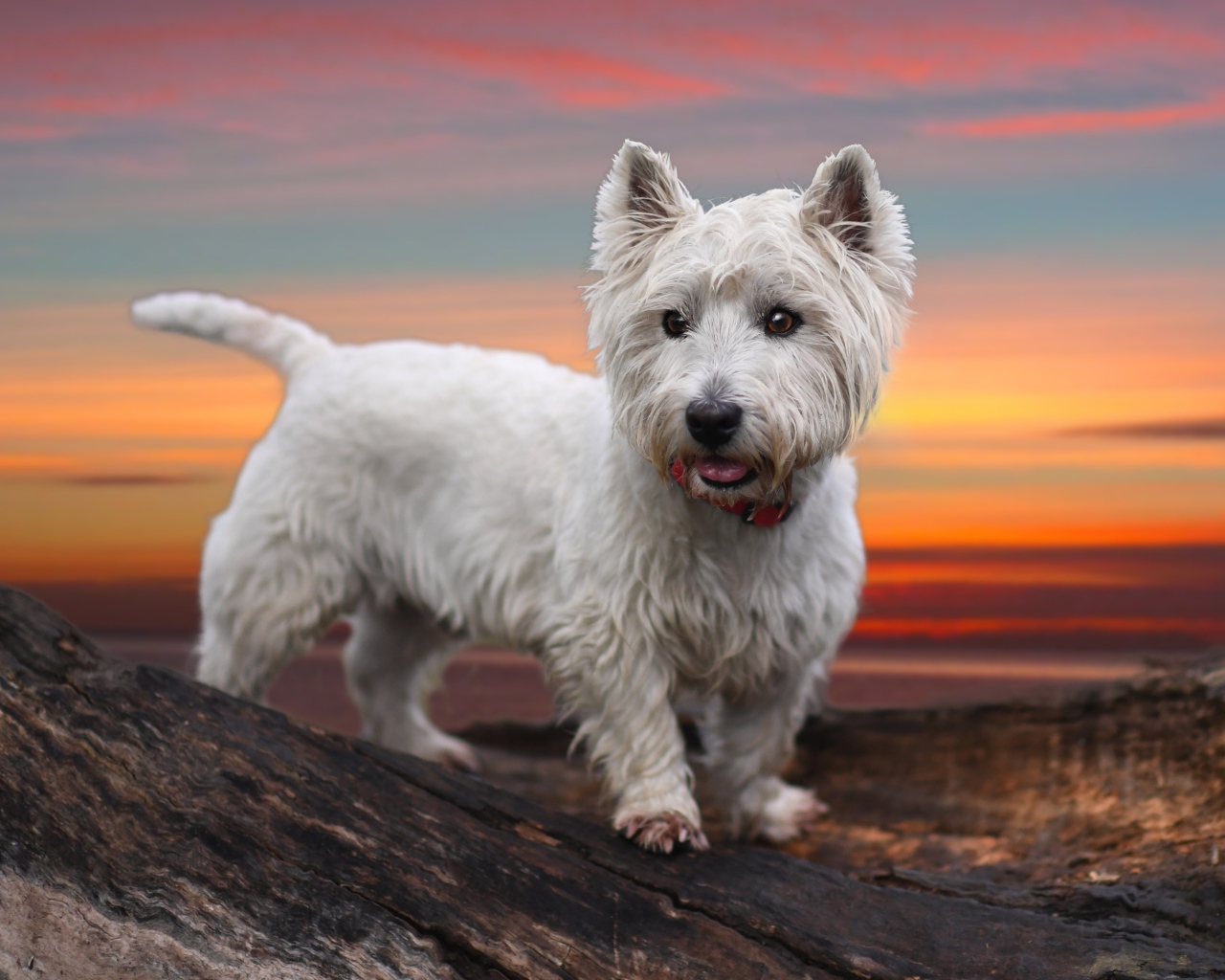 Белый забавный щенок вест-хайленд-уайт-терьер на фоне неба