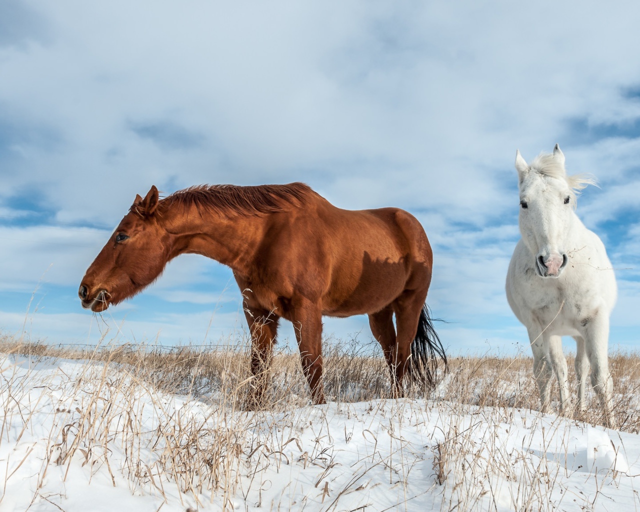 Белая и коричневая лошадь пасутся на покрытом снегом поле 