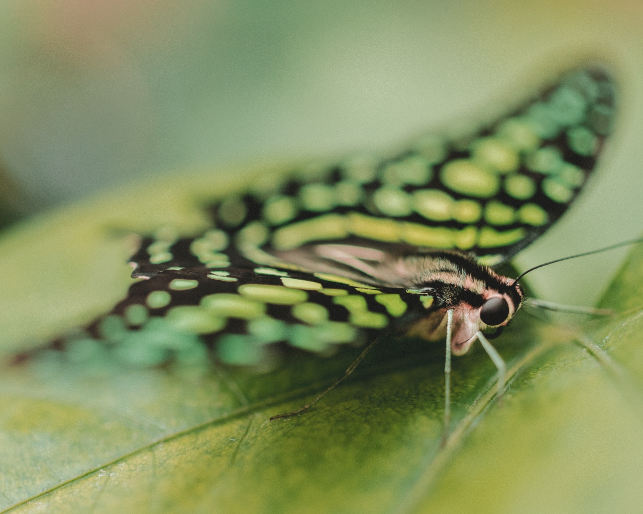 Красивая бабочка сидит на зеленом листе