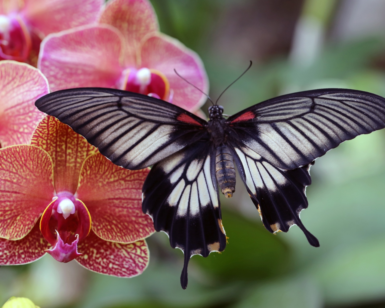 Красивая бабочка сидит на цветке розовой орхидеи