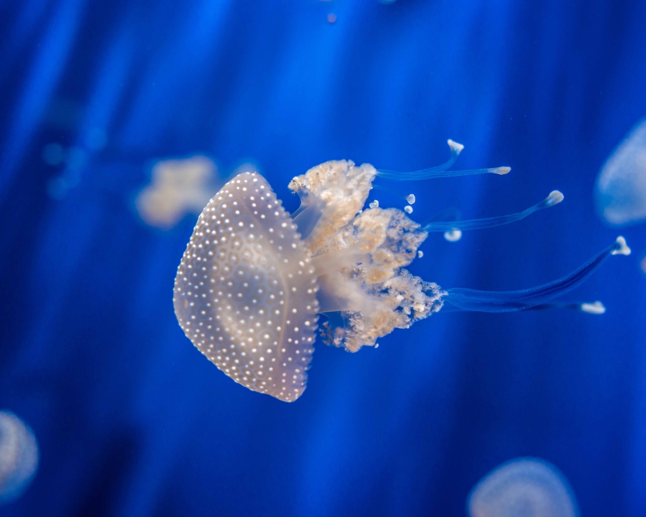 Красивая медуза плавает в голубой воде