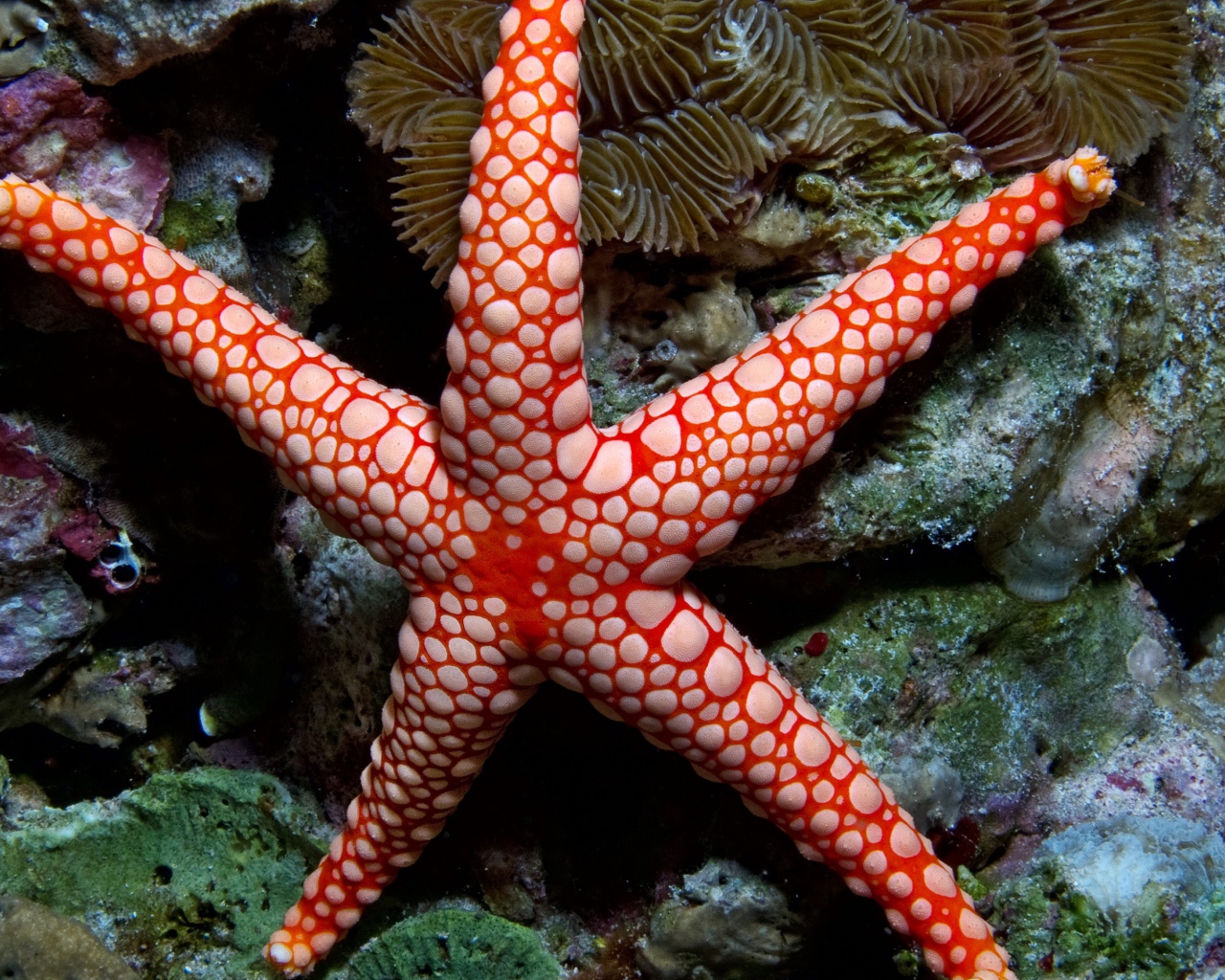 Яркая морская звезда на коралловом рифе под водой