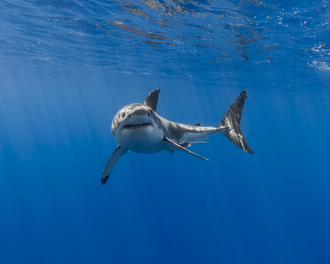 Большая хищная акула плавает под водой