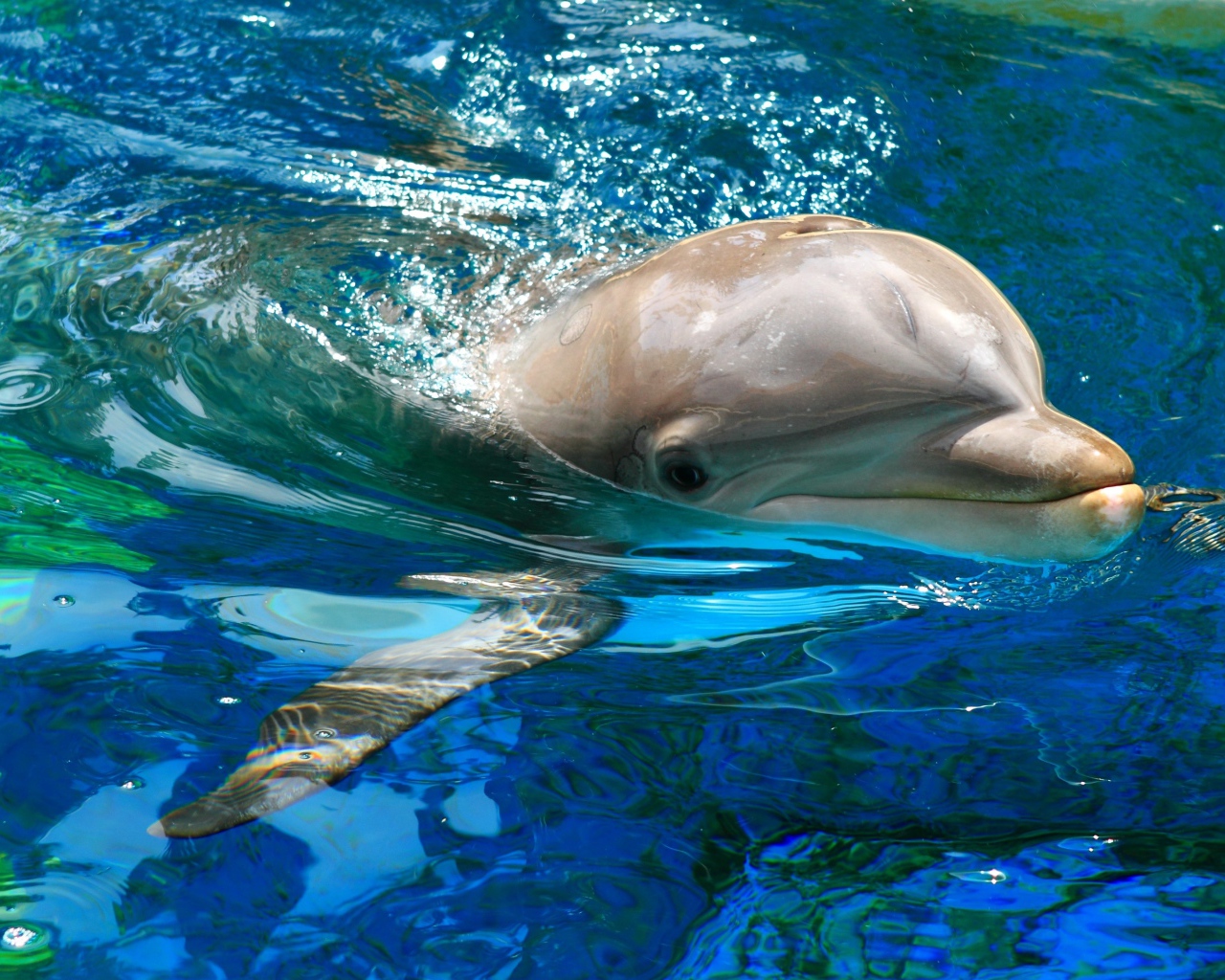 Милый дельфин плавает в воде