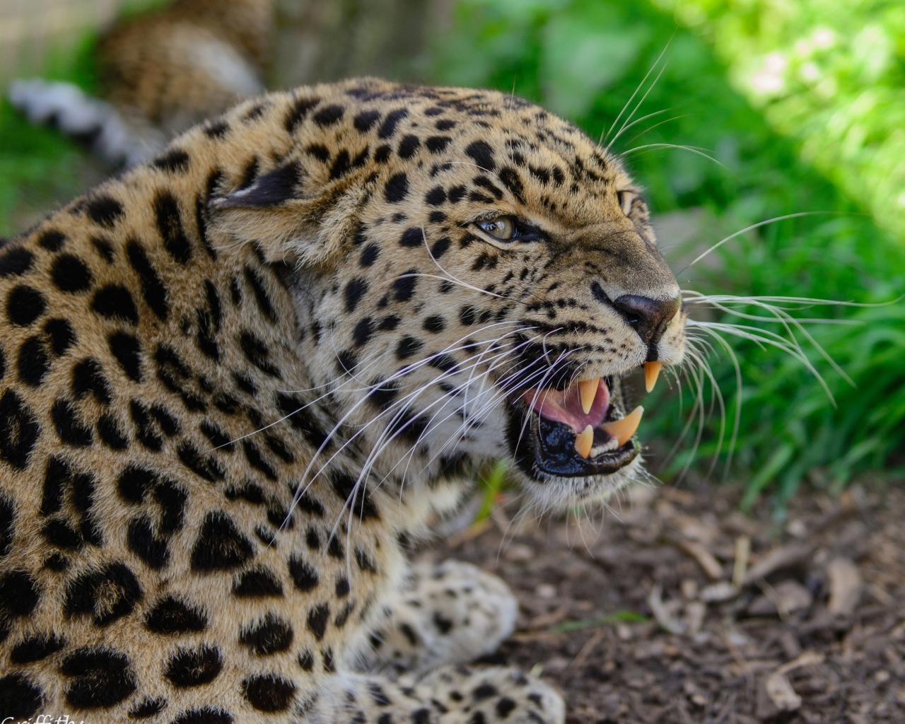 Агрессивный оскал леопарда