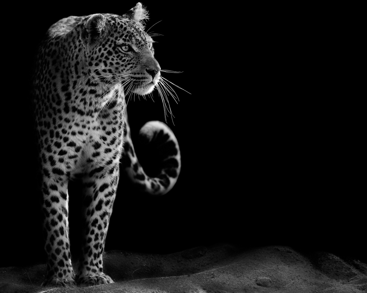 Большой леопард черно-белое фото