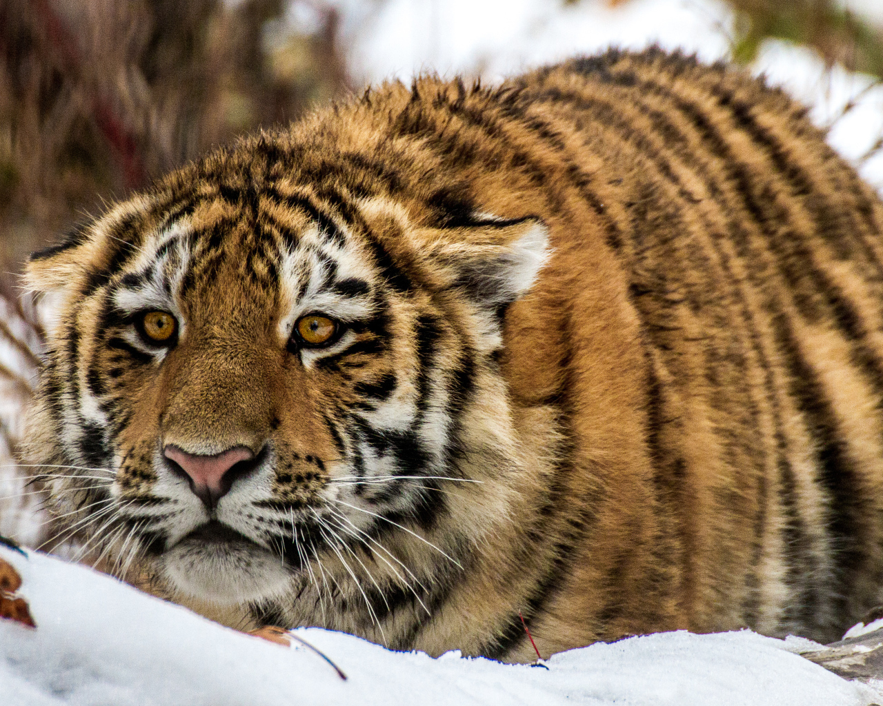 Большой тигр в засаде на снегу