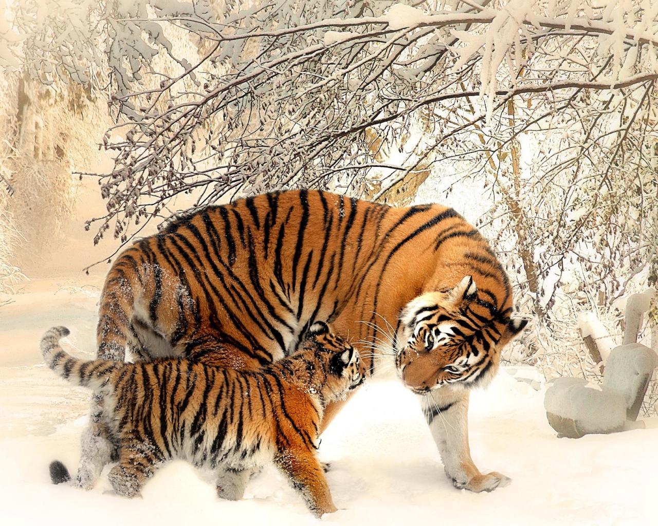 Мама тигрица с маленьким тигренком зимой 
