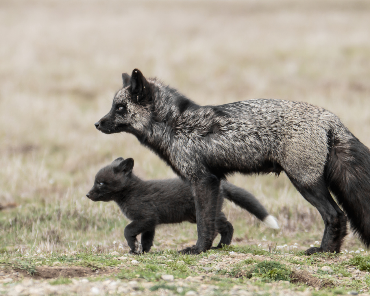 Black fox with small baby
