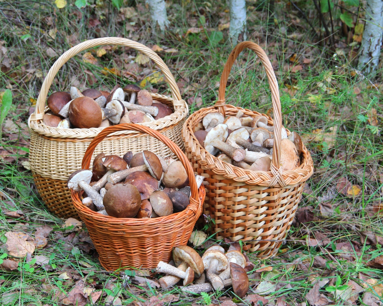 Три корзины с грибами в лесу