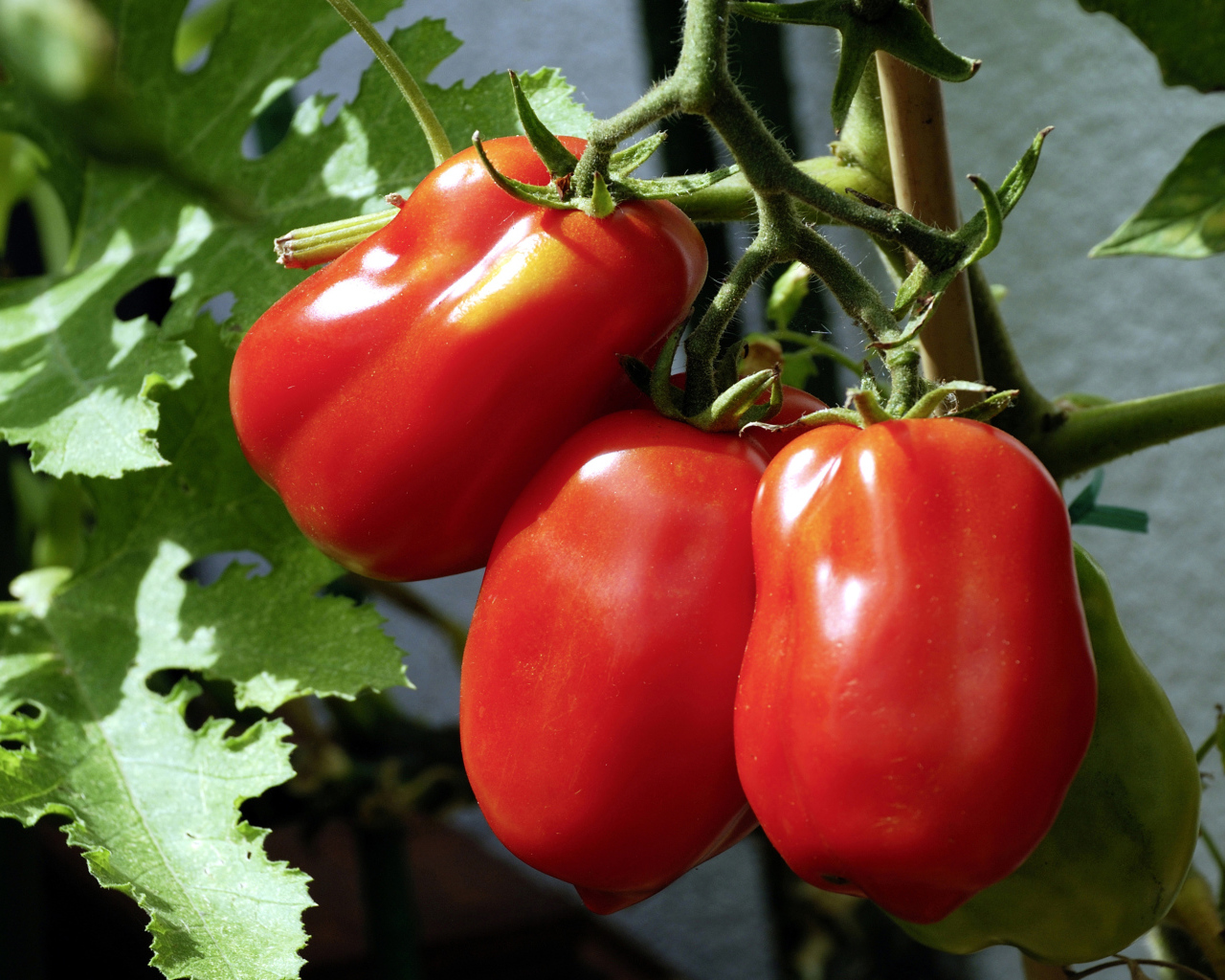Три красных свежих помидора на грядке крупным планом