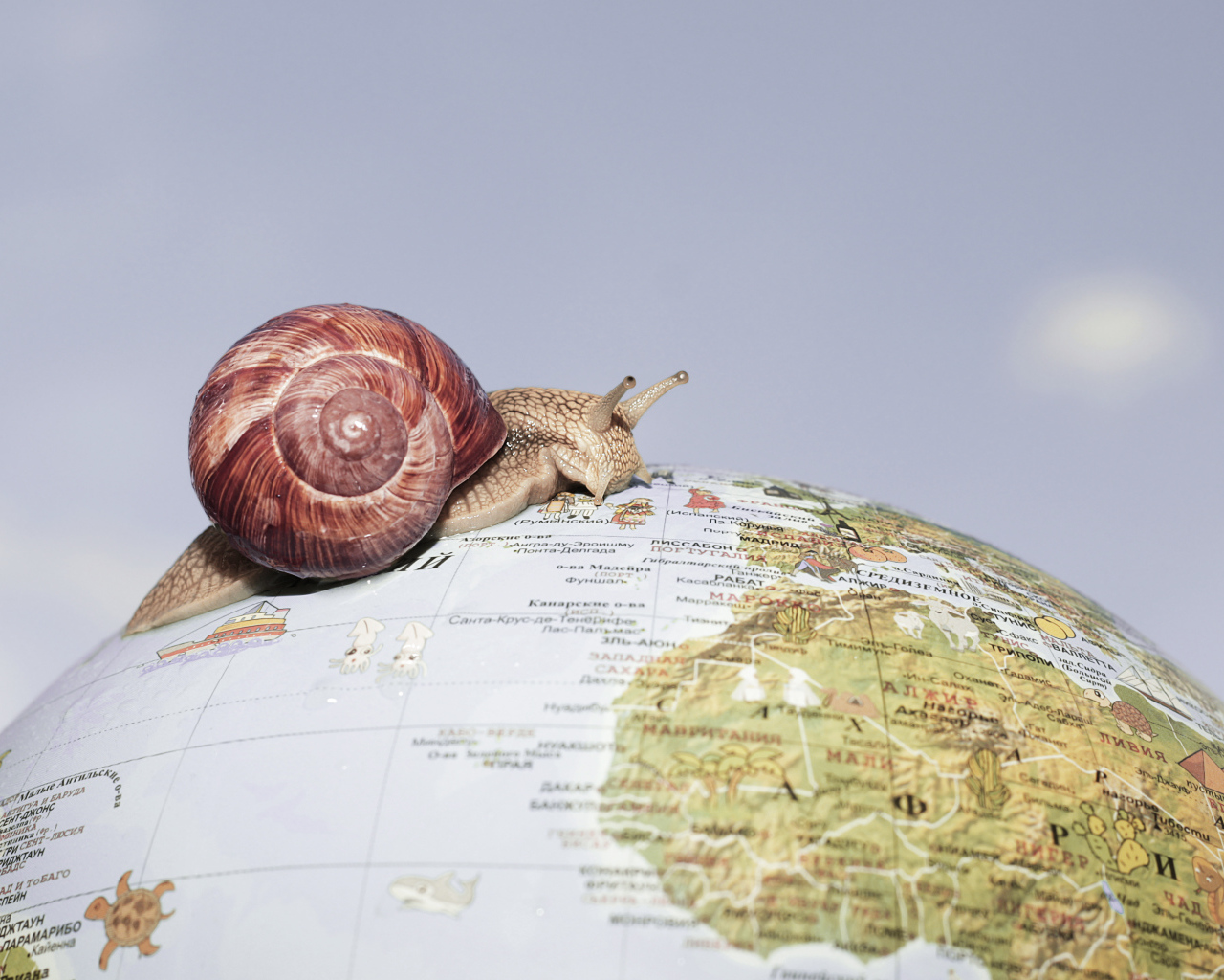 The snail crawls along the globe on a gray background