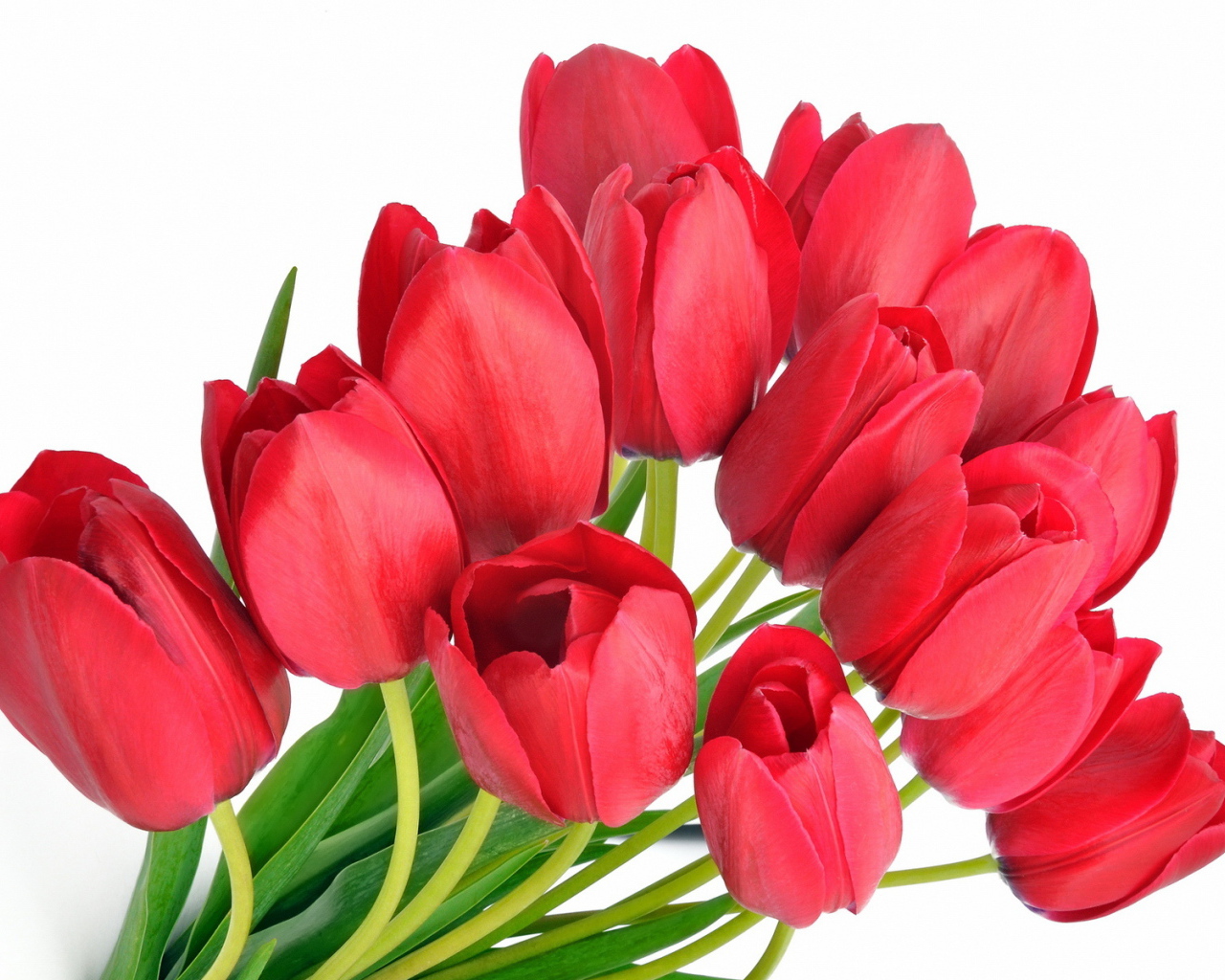 Red tulips on March 8