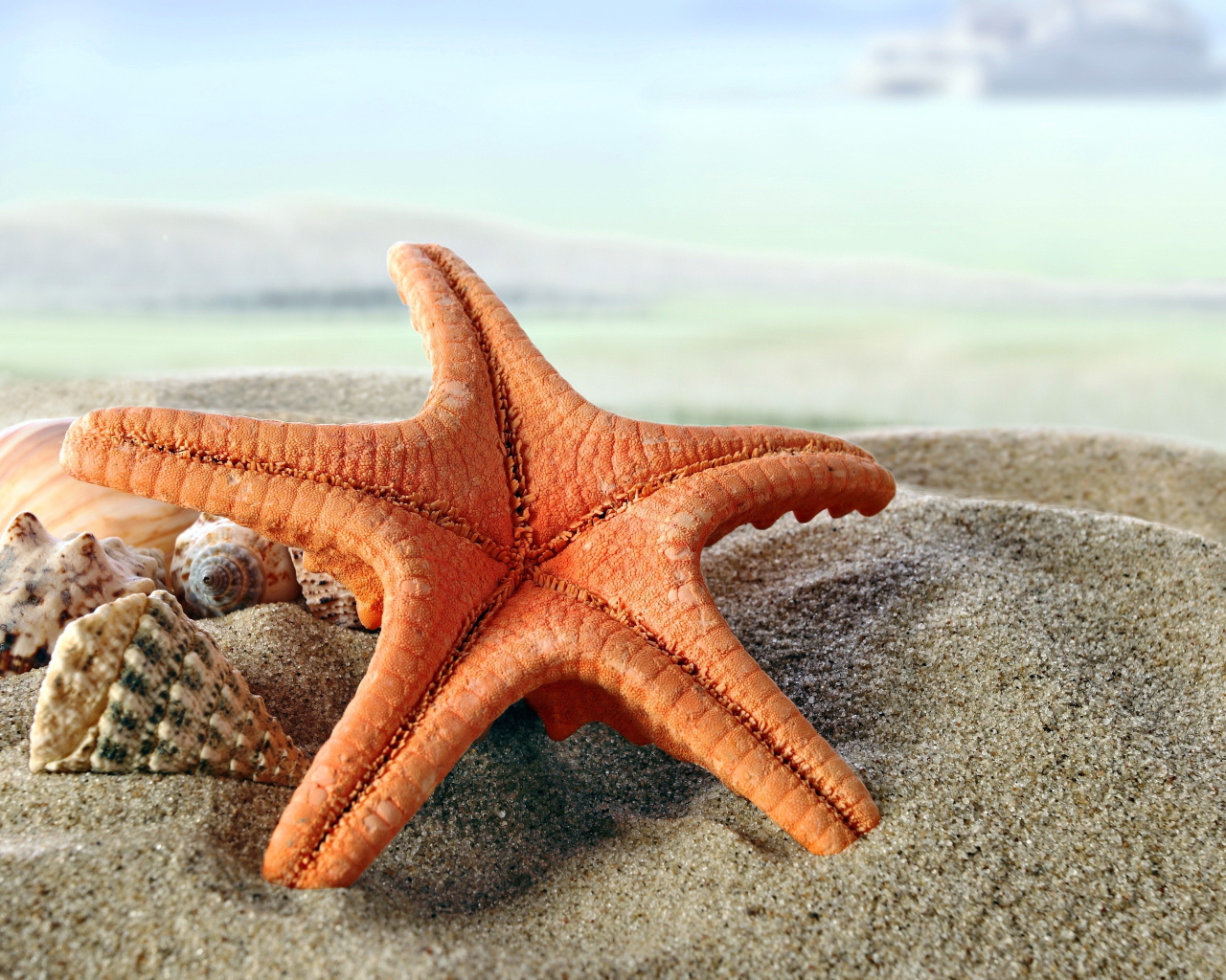 Красивая морская звезда и ракушки на песке