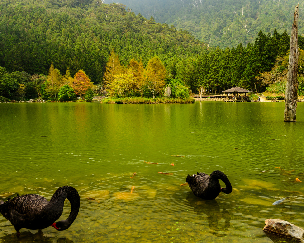 Черные лебеди в пруду на фоне красивого зеленого леса, Япония