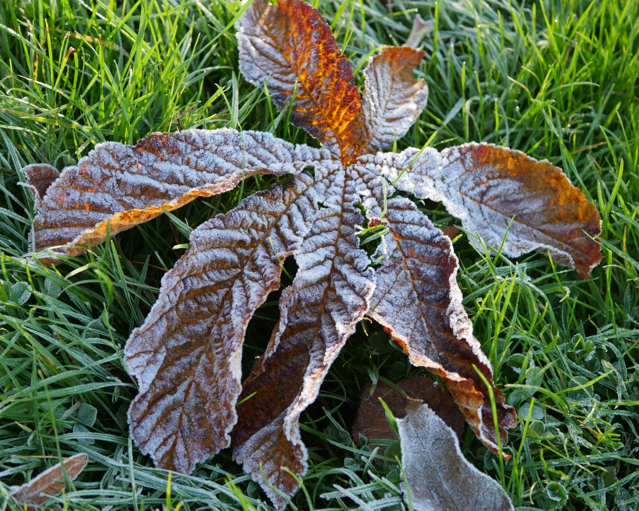Сухой лист покрытый инеем лежит на зеленой траве