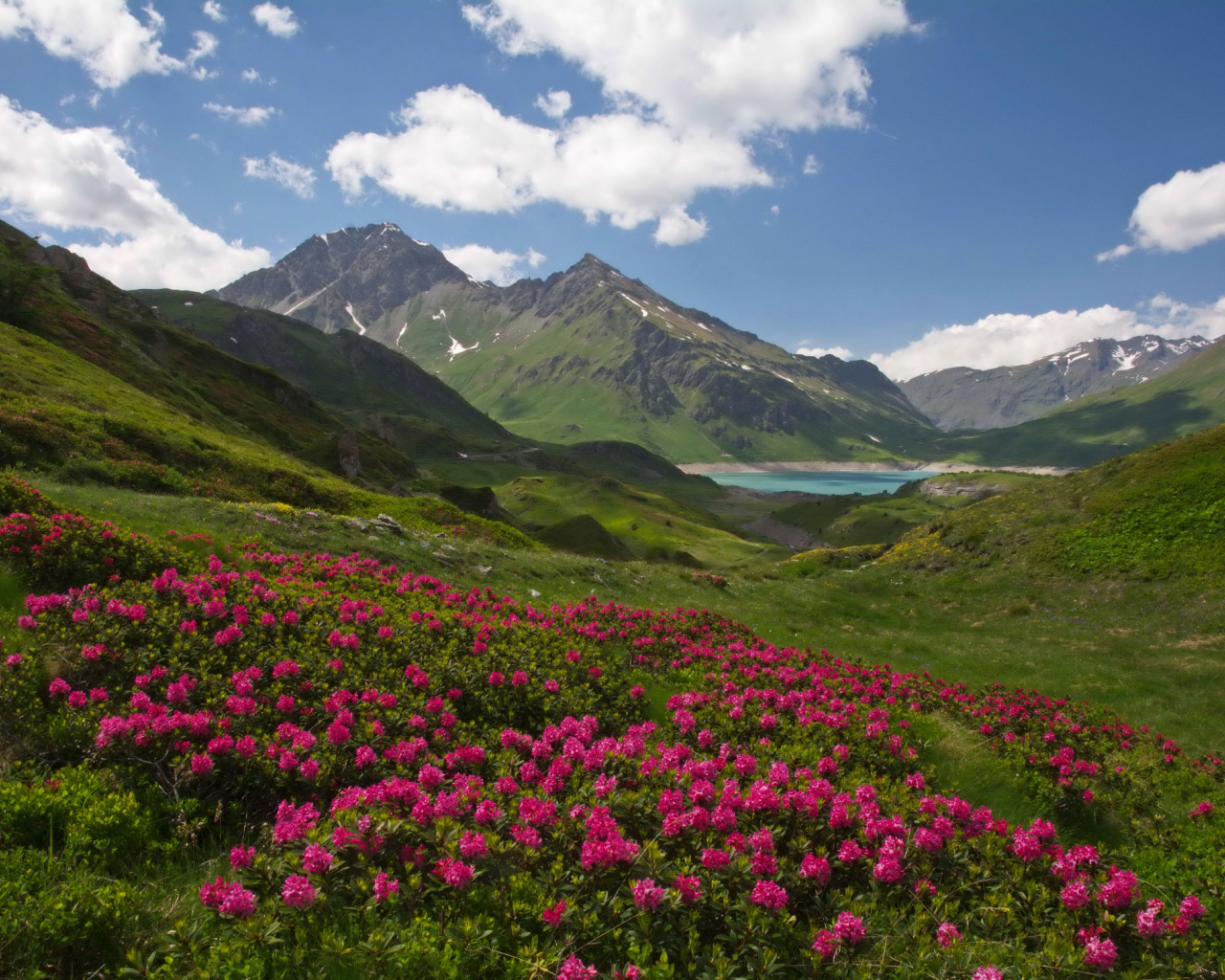 Розовые цветы рододендрон на фоне покрытых зеленью гор