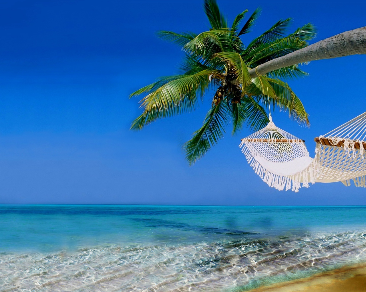 Белый гамак на пальме над чистым океаном