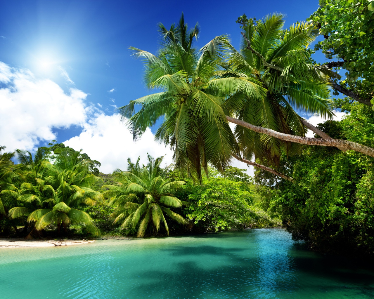Зеленые пальмы на тропическом пляже под солнцем