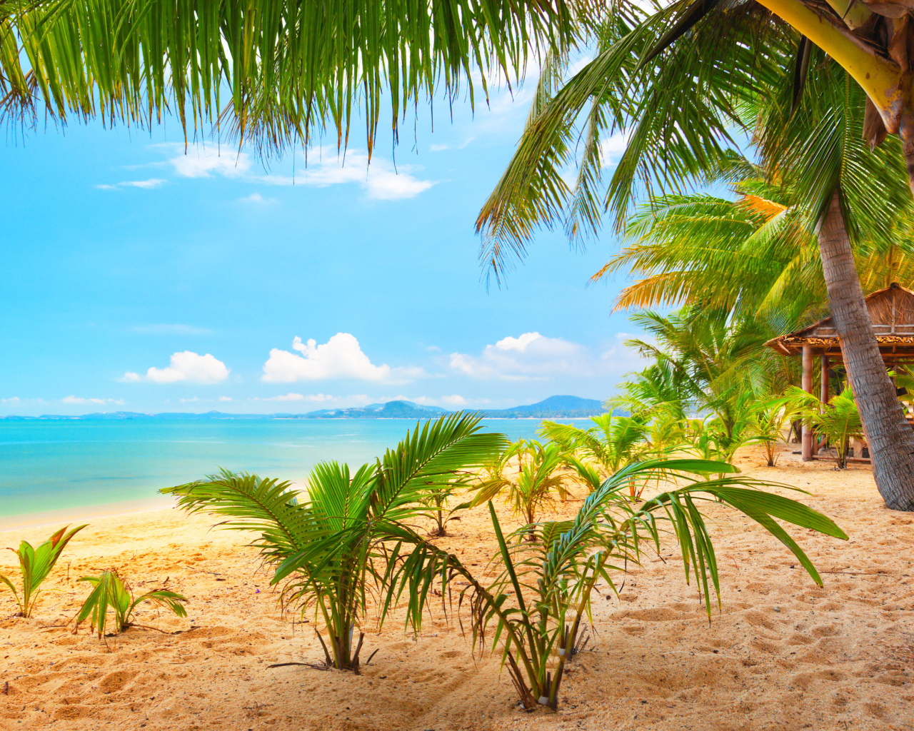 Тропический пляж с пальмами у океана