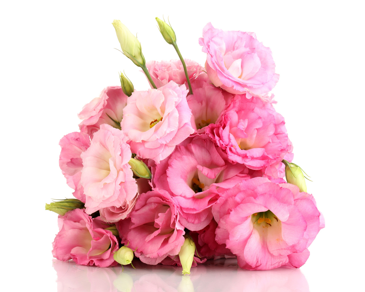 Красивый букет розовых цветов эустомы на белом фоне