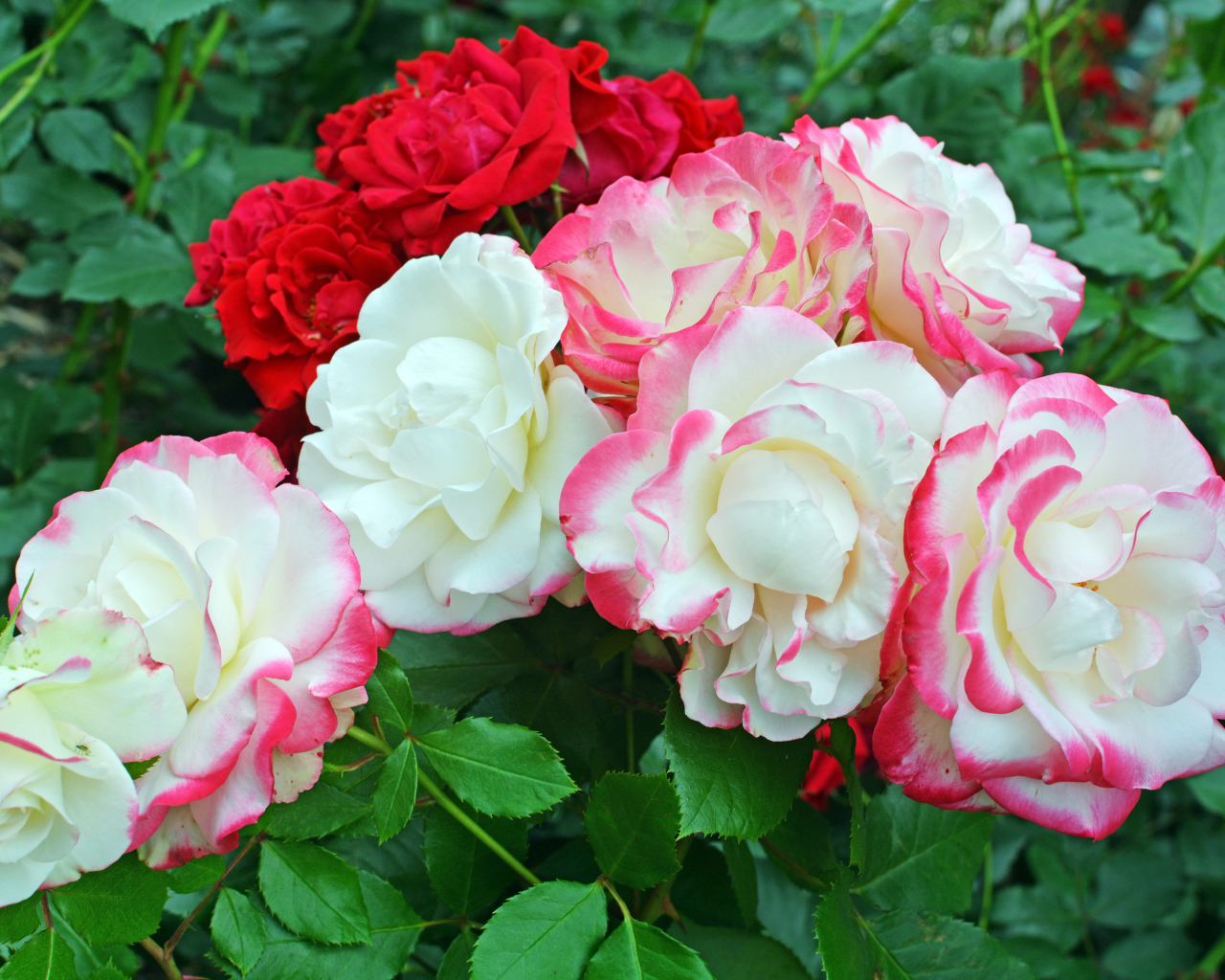 Красивые разноцветные садовые розы на клумбе 