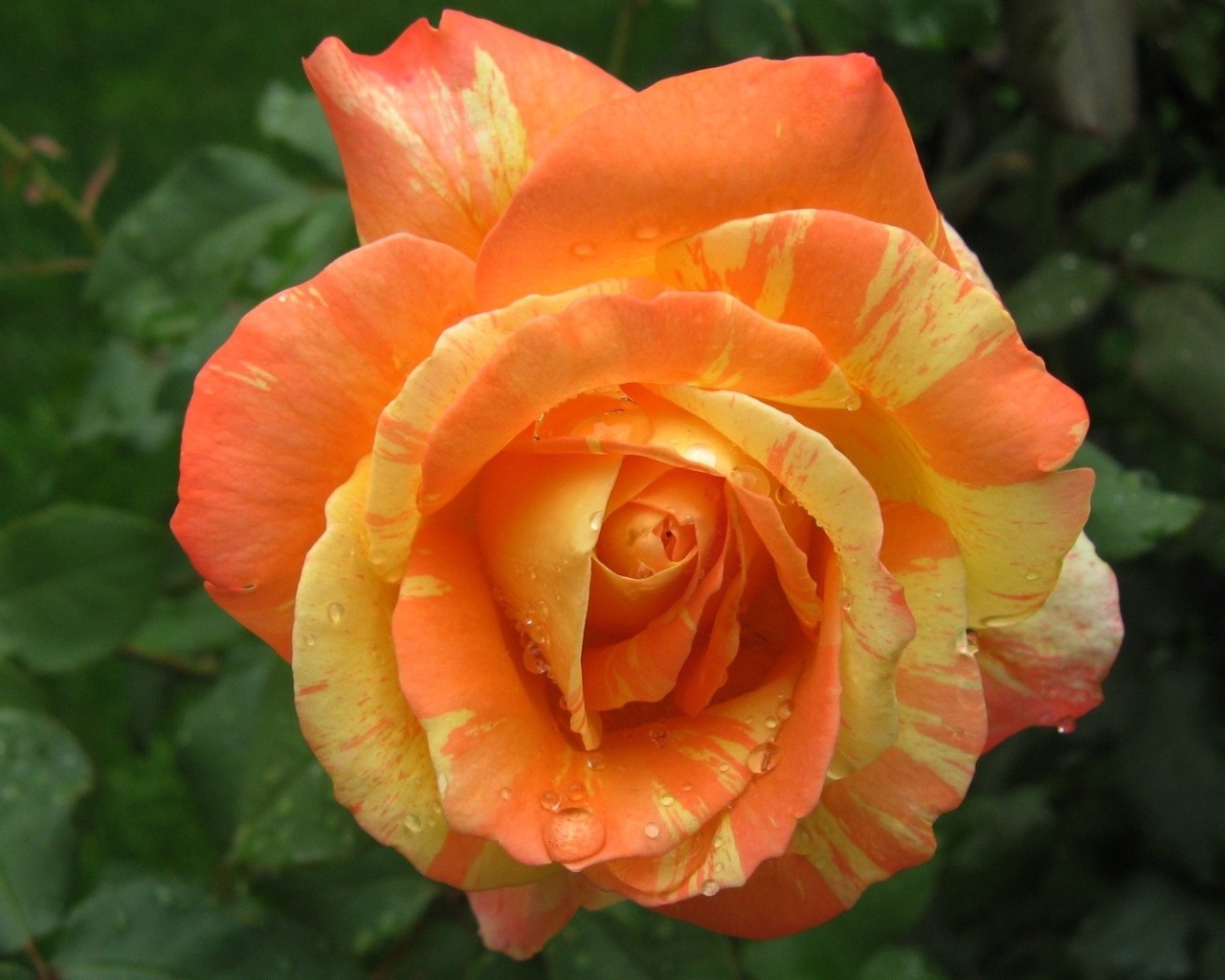 Красивая оранжево - желтая роза в каплях росы 