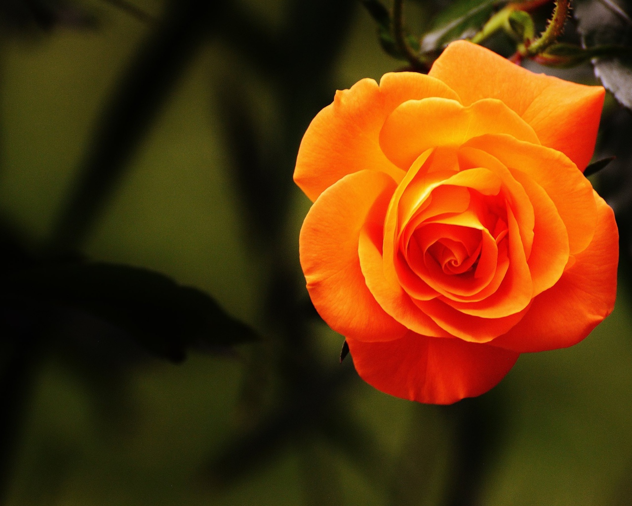 Красивая оранжевая роза крупным планом