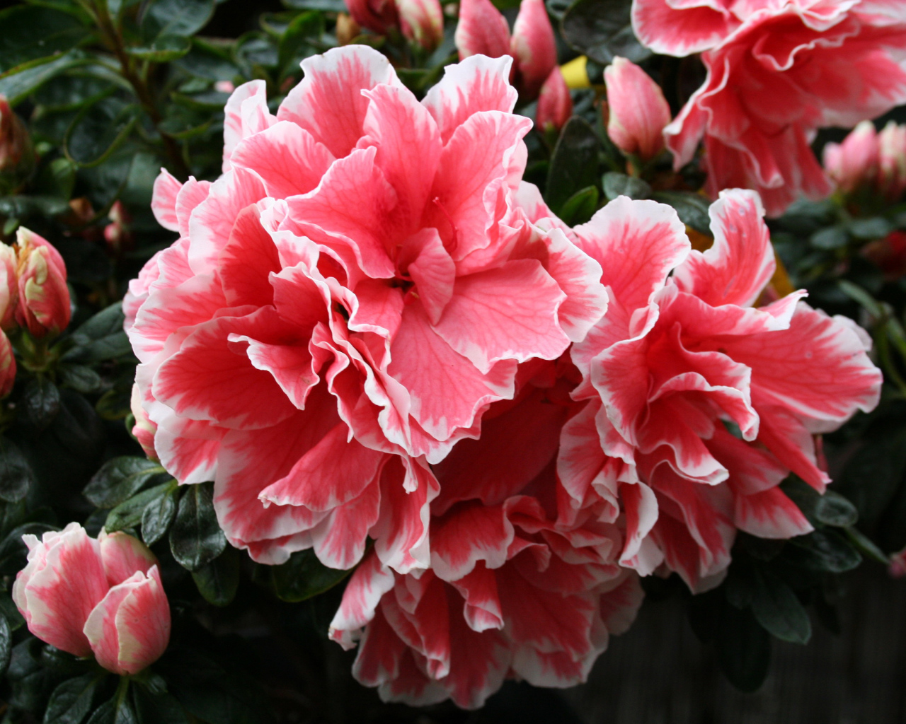 Красивый розовый цветок рододендрон 