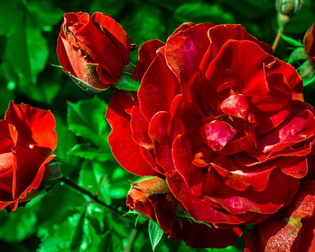 Красивые красные розы с бутонами вблизи