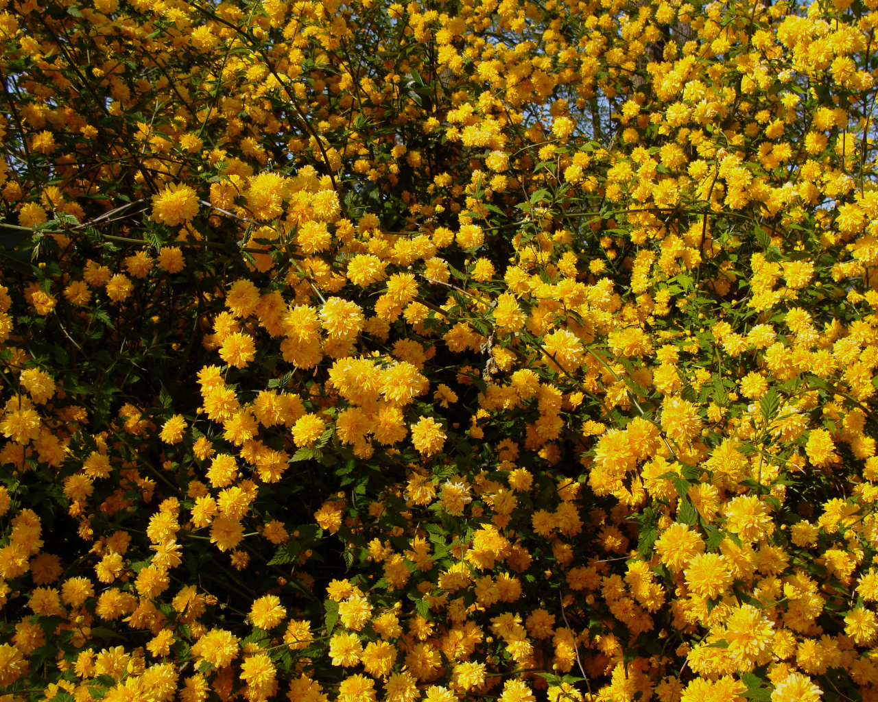 Куст с красивыми желтыми цветы 