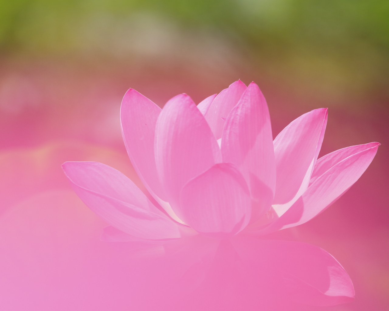 Нежный розовый цветок лотоса крупным планом