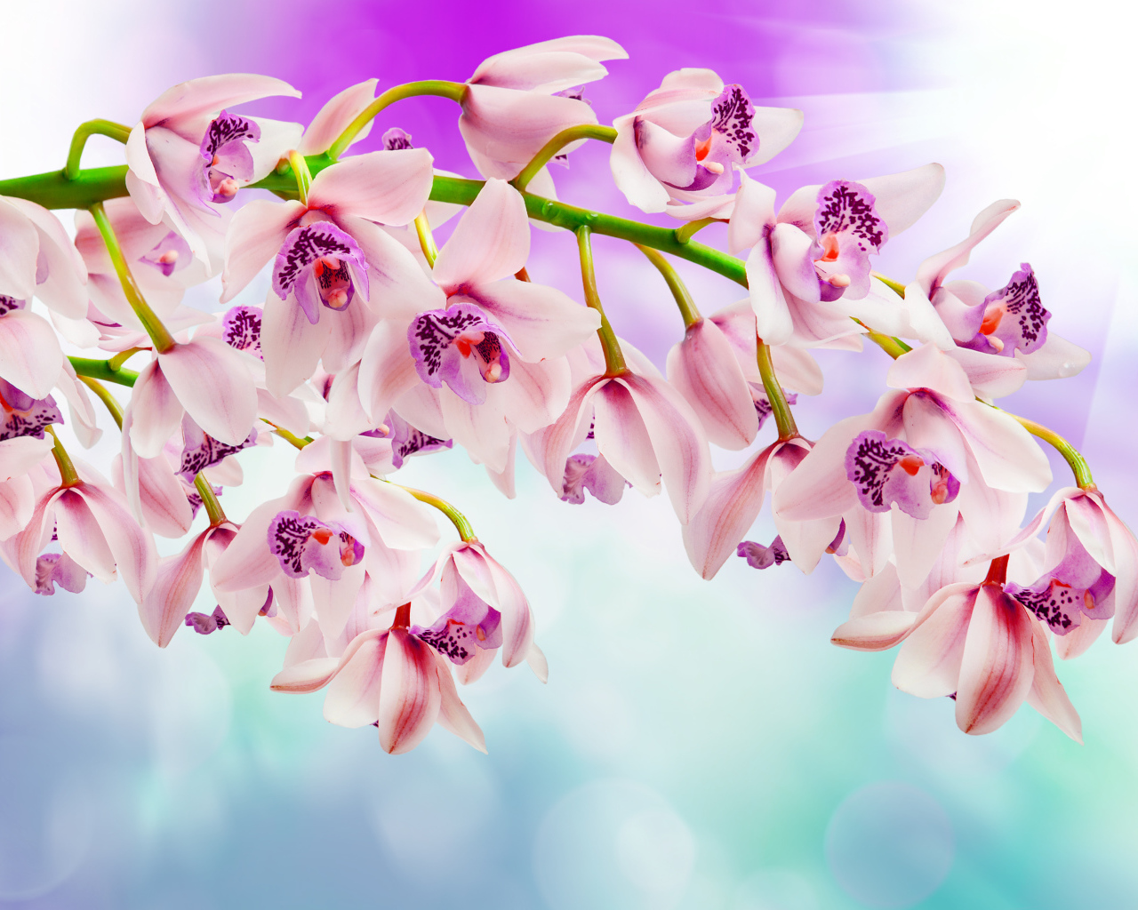 Нежные розовые орхидеи 