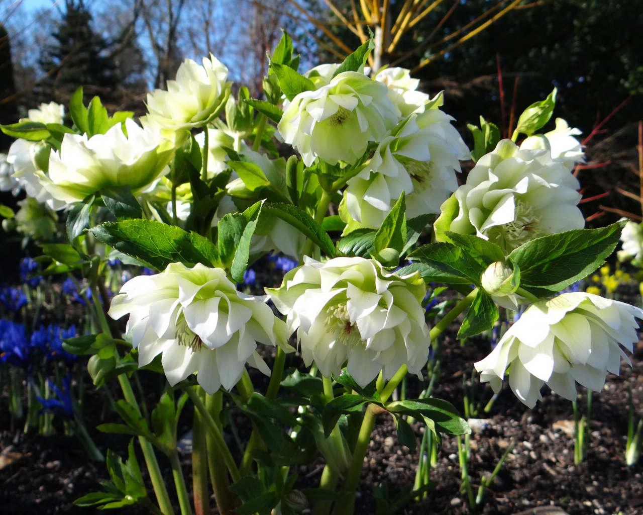 Нежный белый цветок морозник крупным планом