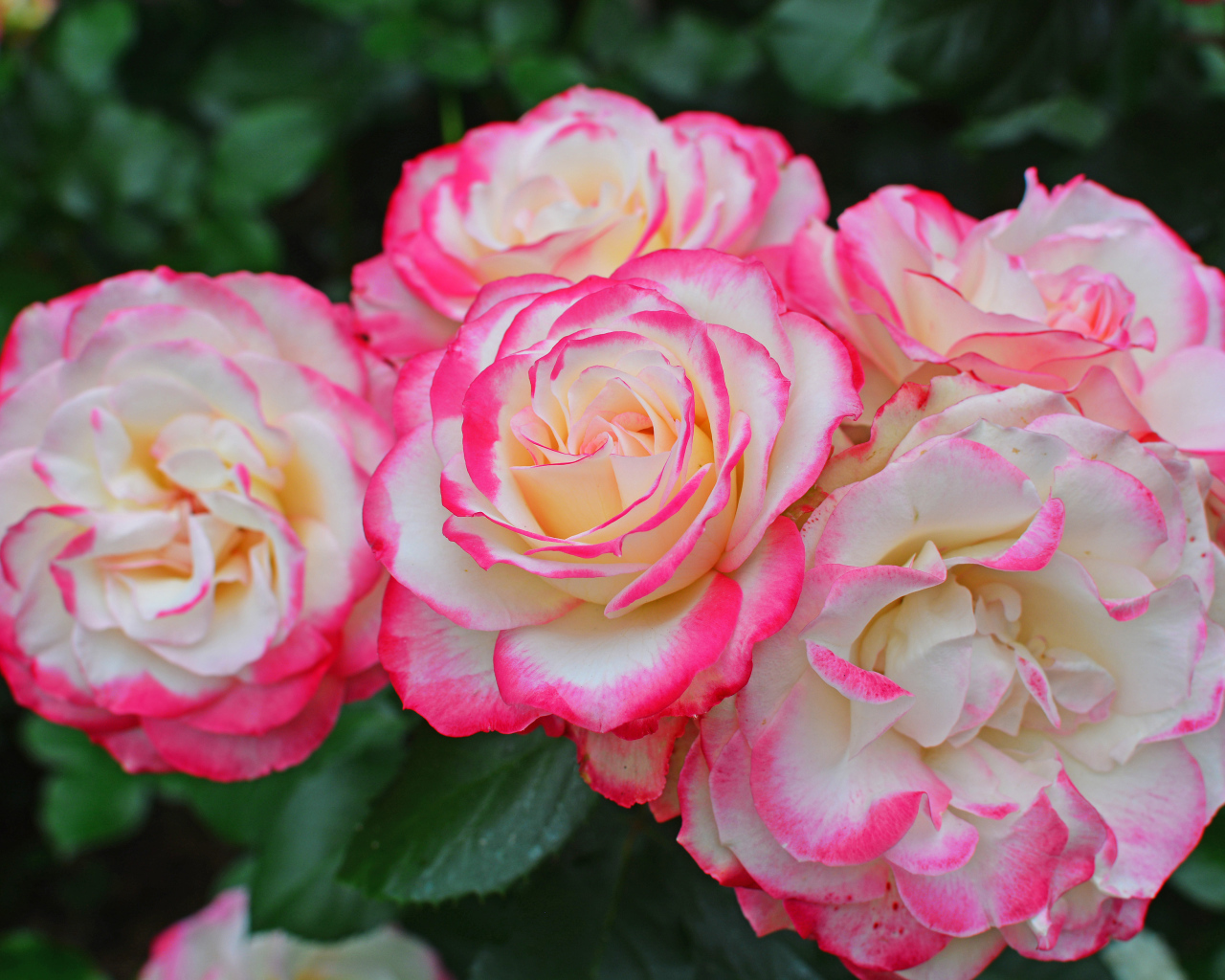 Нежные белые садовые розы с розовыми краями