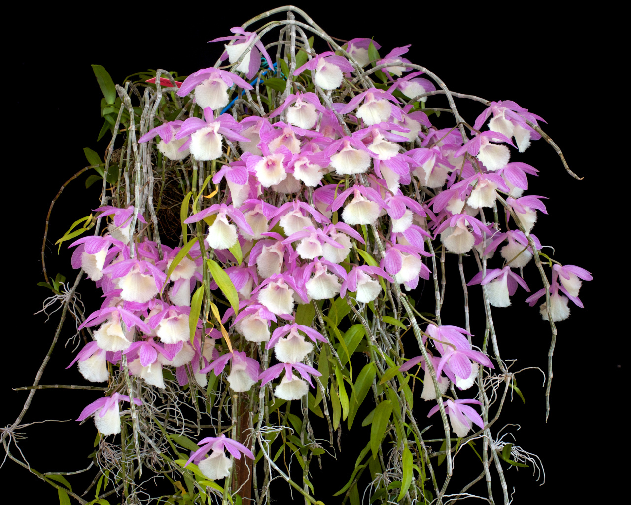 Экзотические розово-белые орхидеи на черном фоне