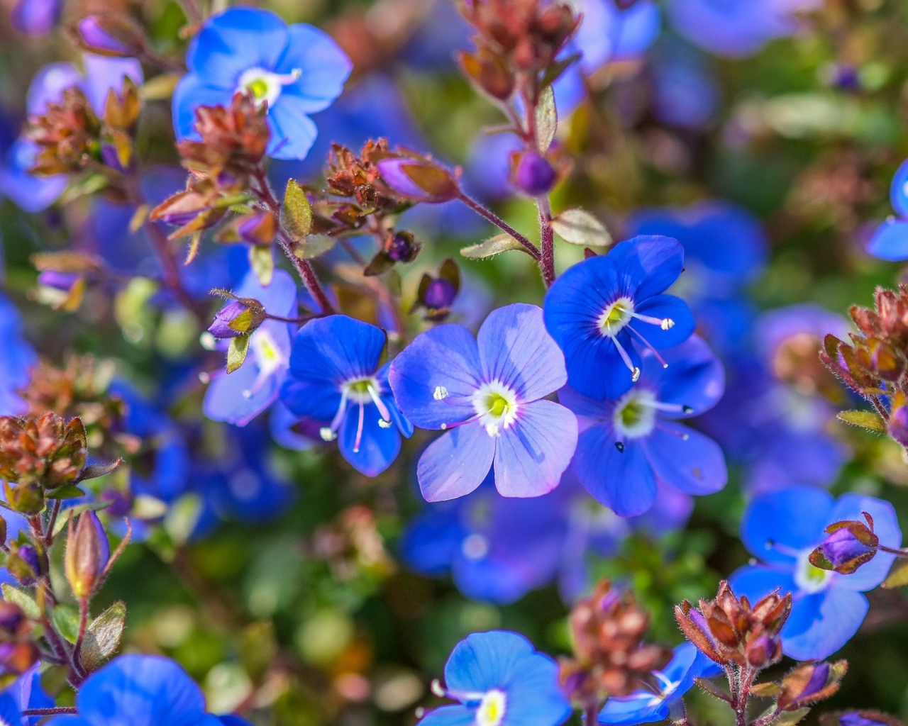 Маленькие голубые цветы незабудки 