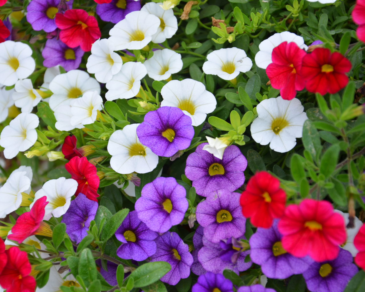 Multicolored flowers of Calibraro on the flowerbed