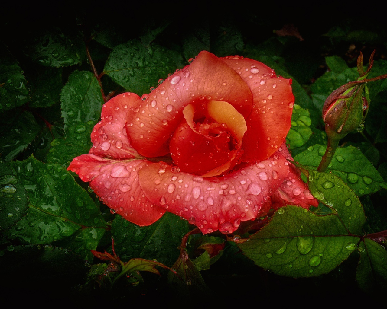 Orange rose bud with dewdrops