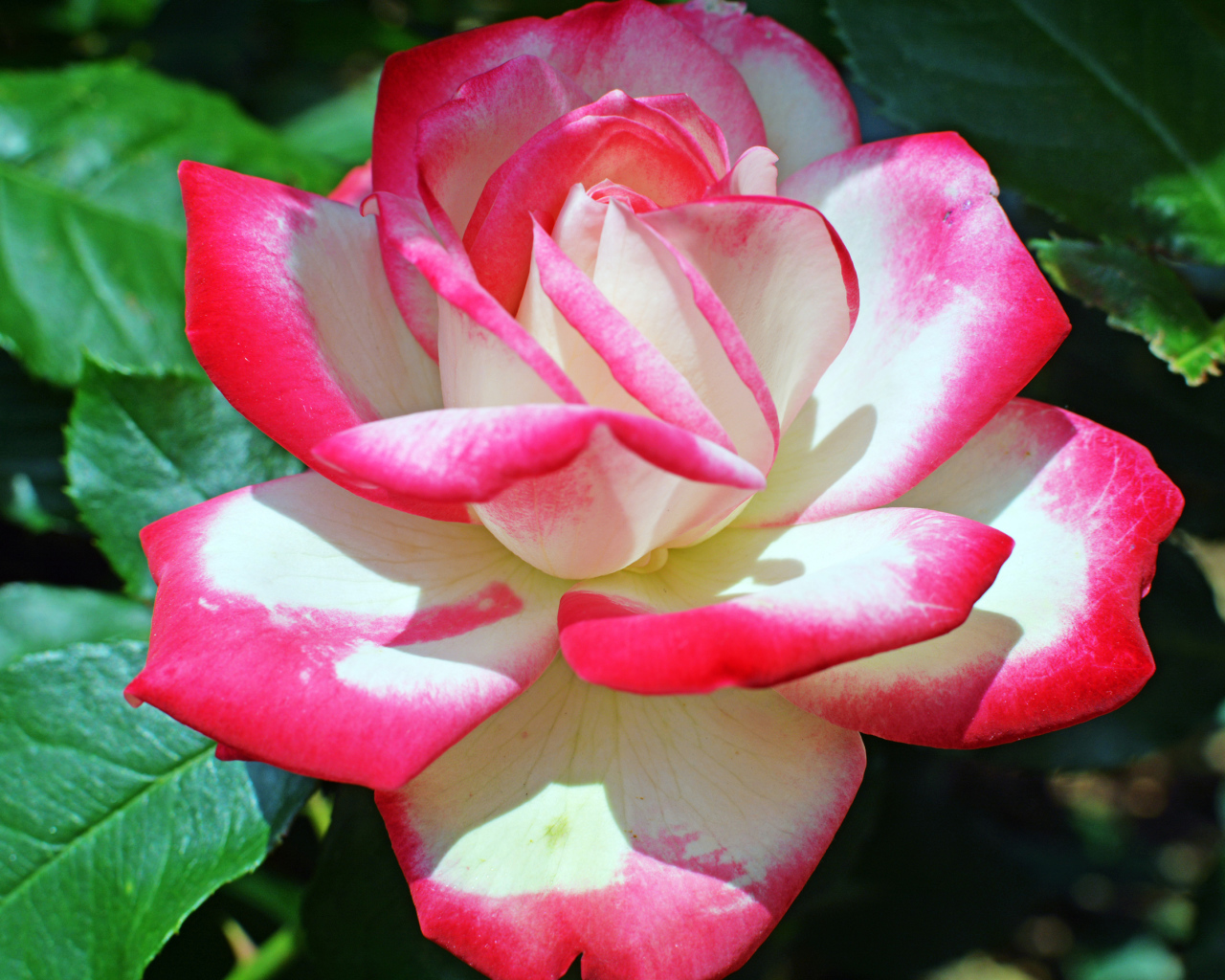Розово -белая роза крупным планом 