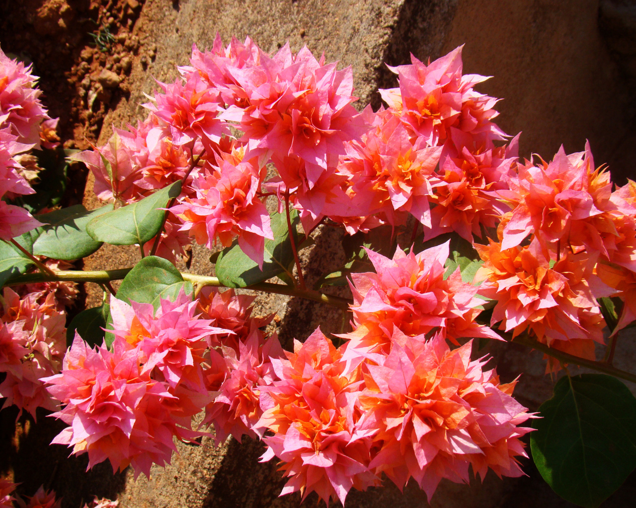 Розовые цветы бугенвиллия крупным планом