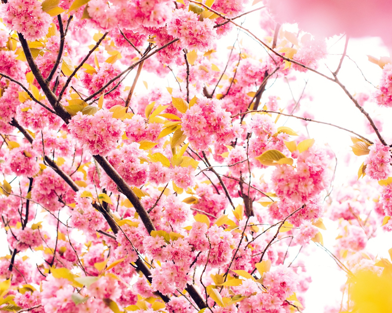 Розовые весенние цветы луизеания 