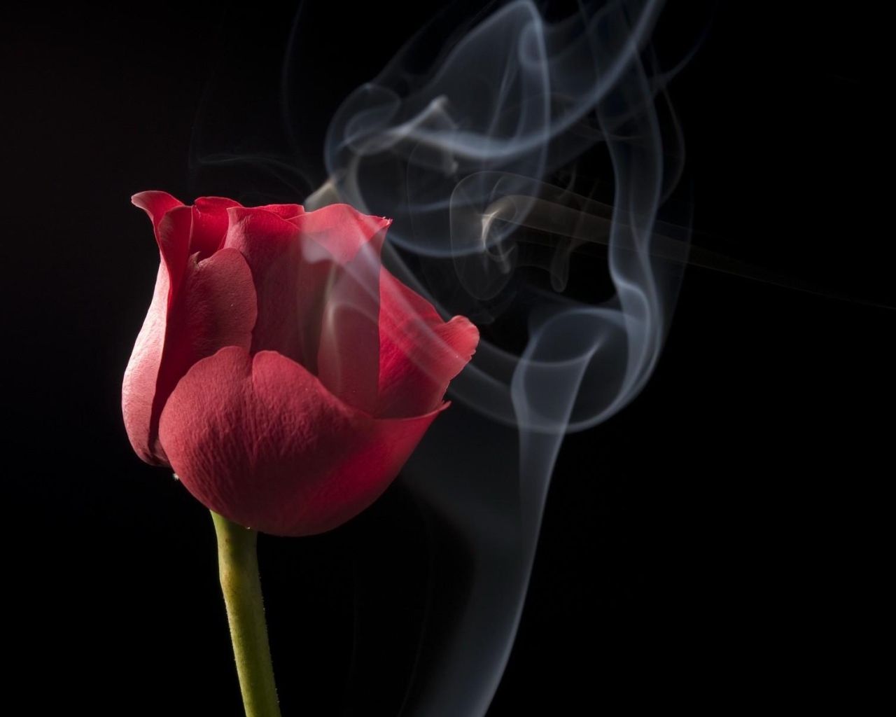 Красная роза с белым дымом на черном фоне крупным планом