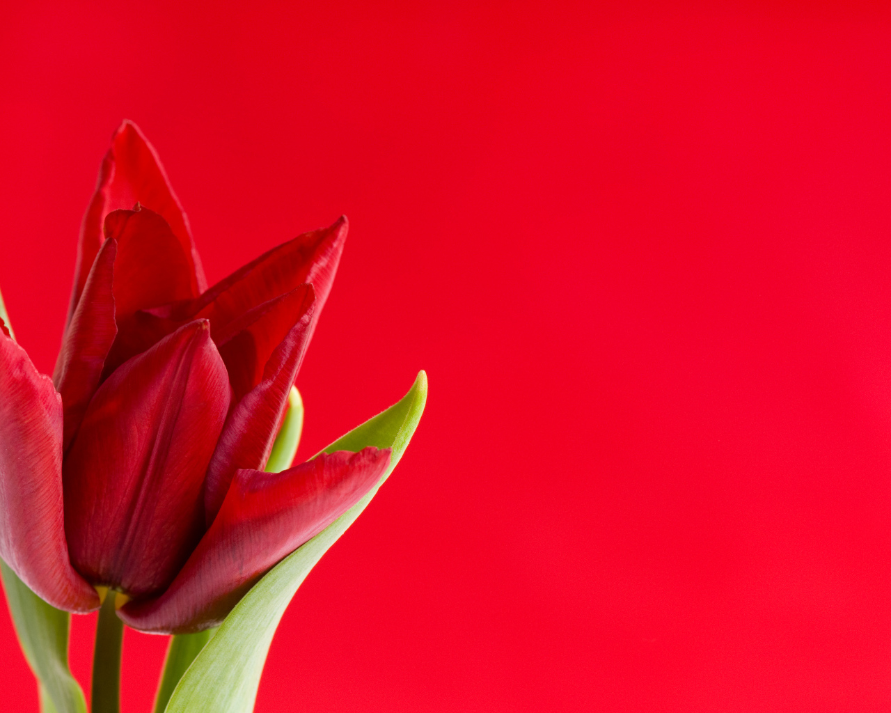 Красный тюльпан на красном фоне, шаблон для поздравительной открытки