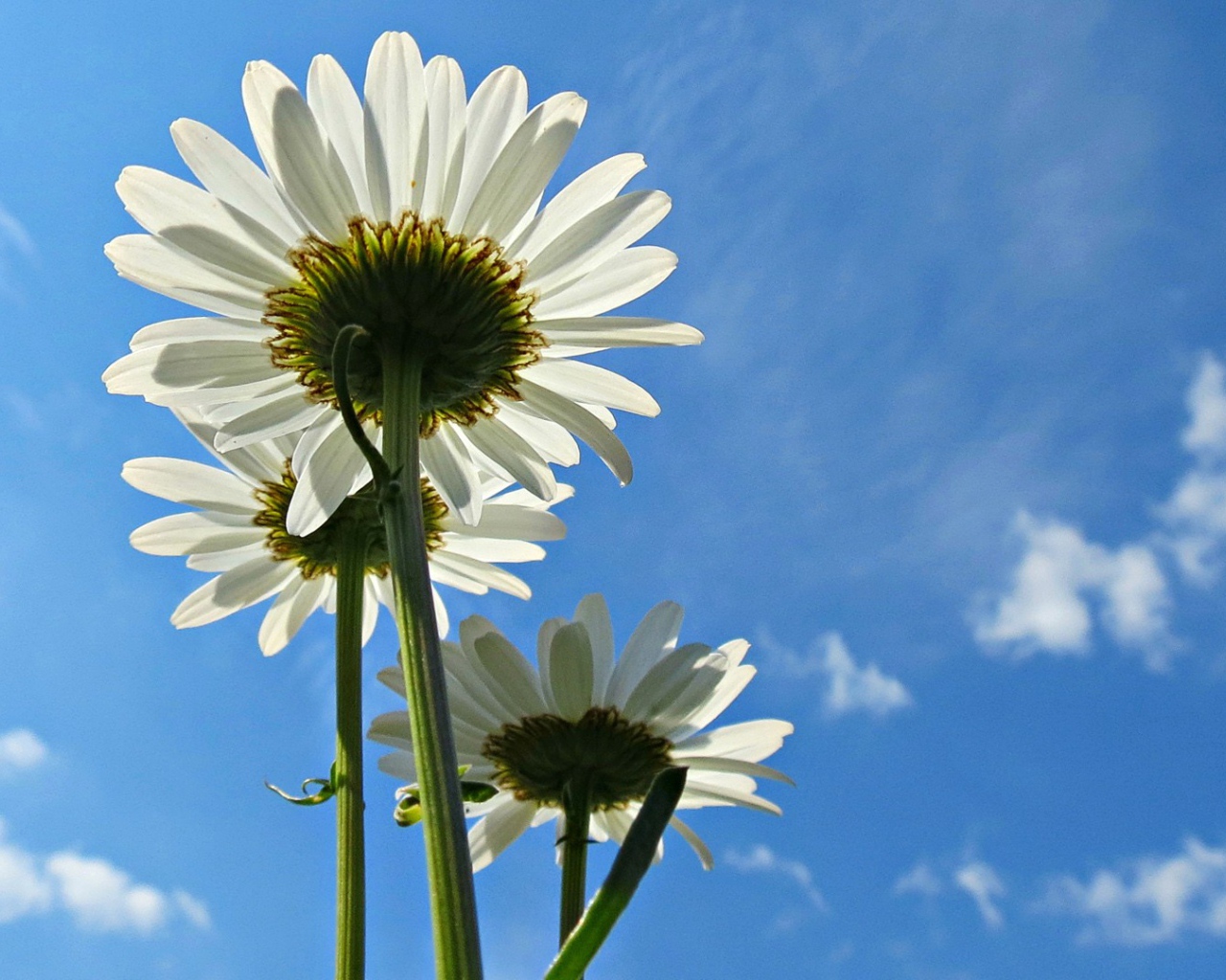 Three white daisies on a blue sky background