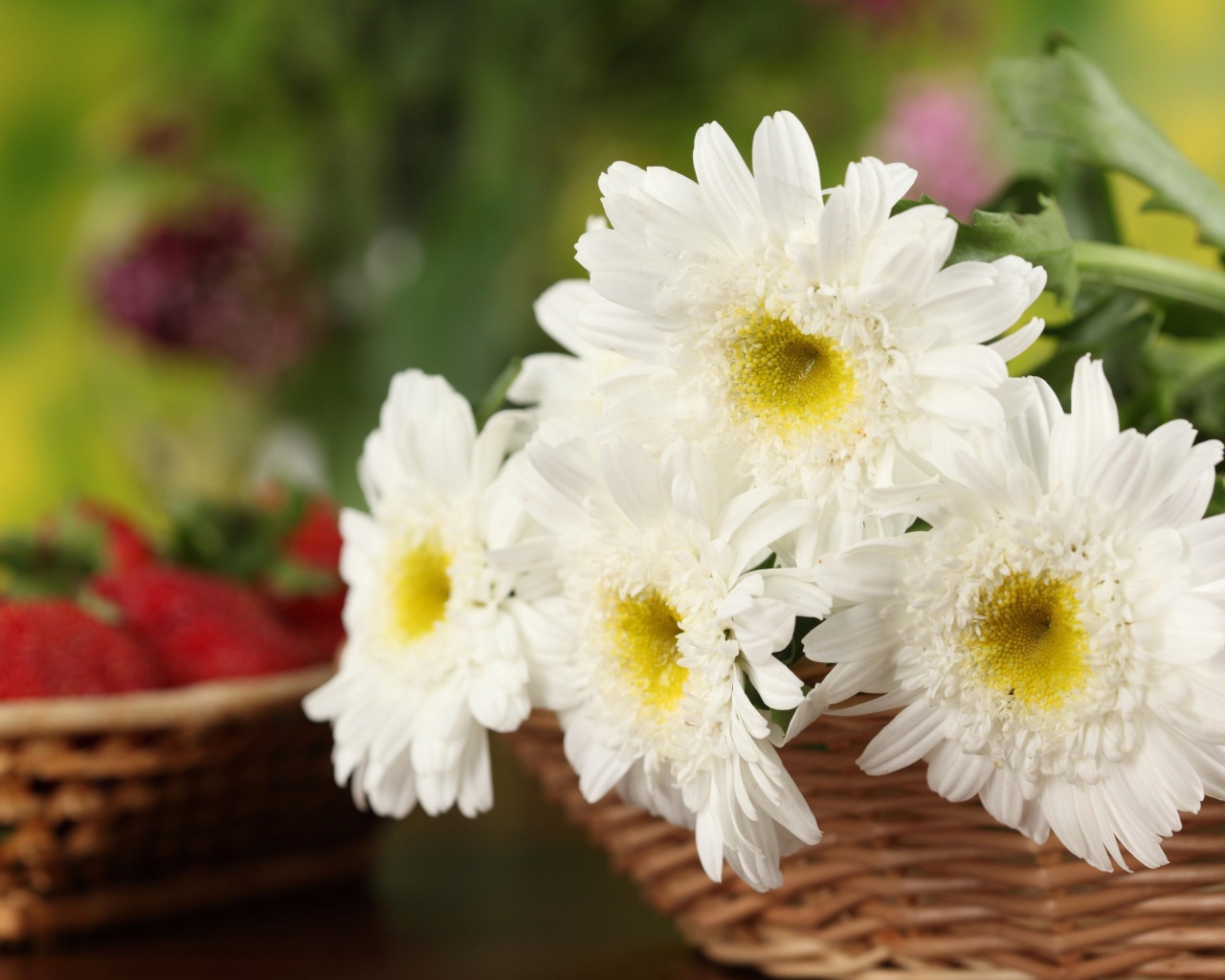 Белоснежные цветы хризантемы в корзине