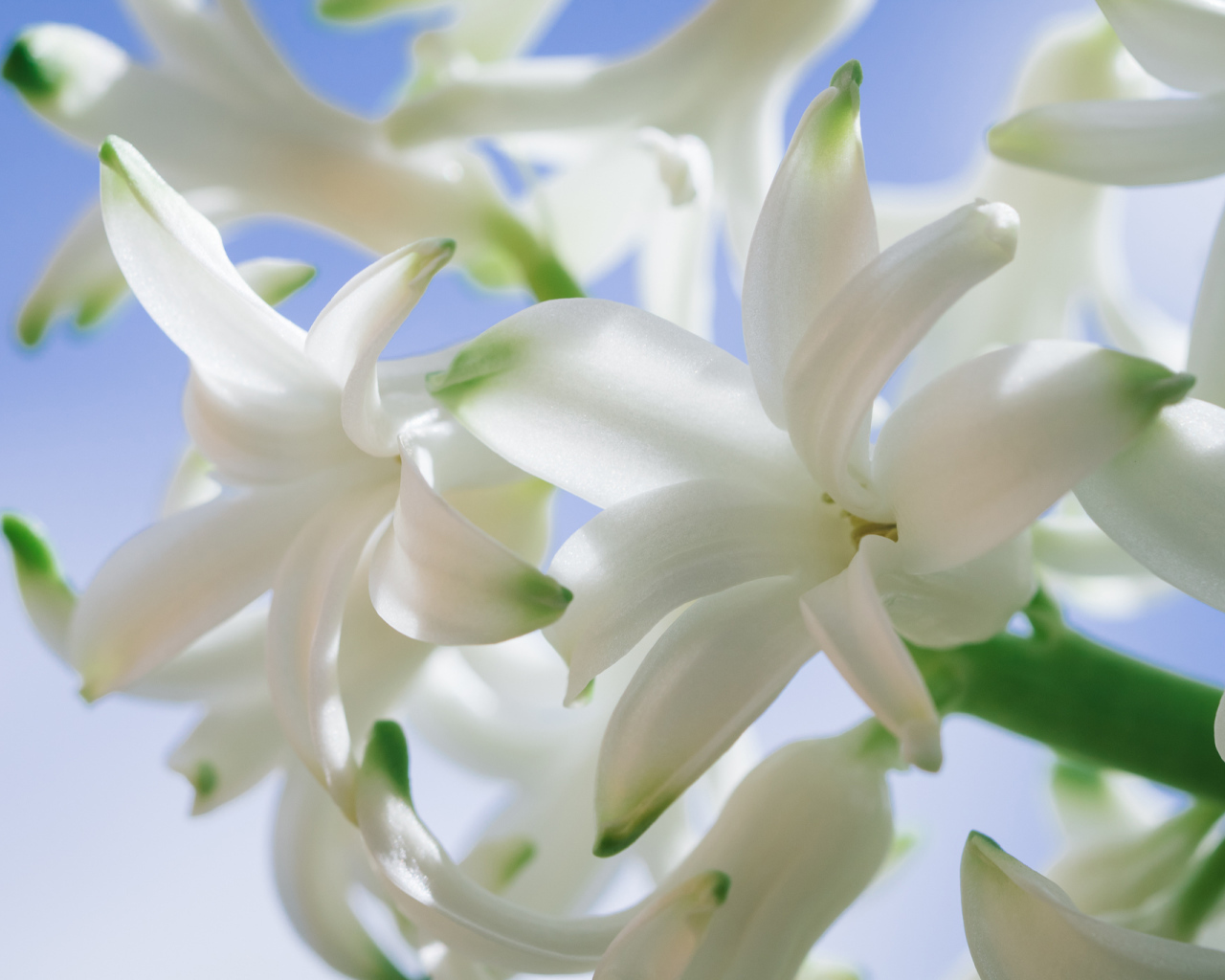 Белые цветы гиацинта крупным планом 