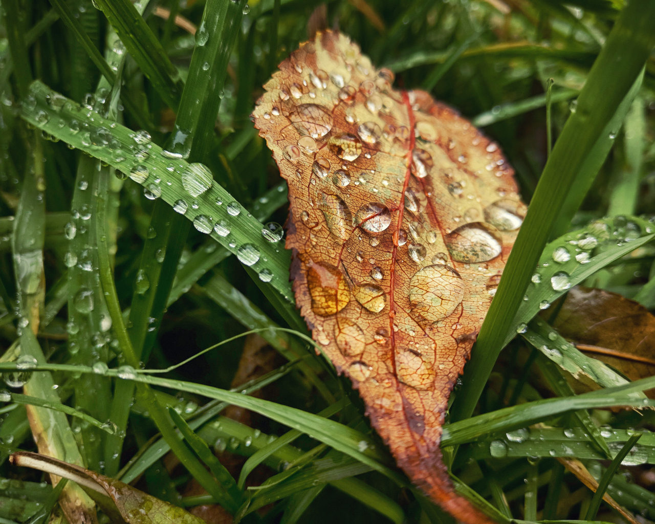 Желтый осенний лист в зеленой траве в каплях дождя